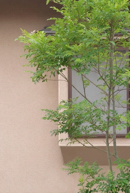 パスピエ ピアノと歌の教室_2