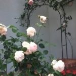 西村レビオ—サ