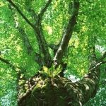 プライベートレッスン　２回/月_1