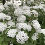 リンパ基礎コース_1