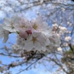 リンパ基礎コース_3